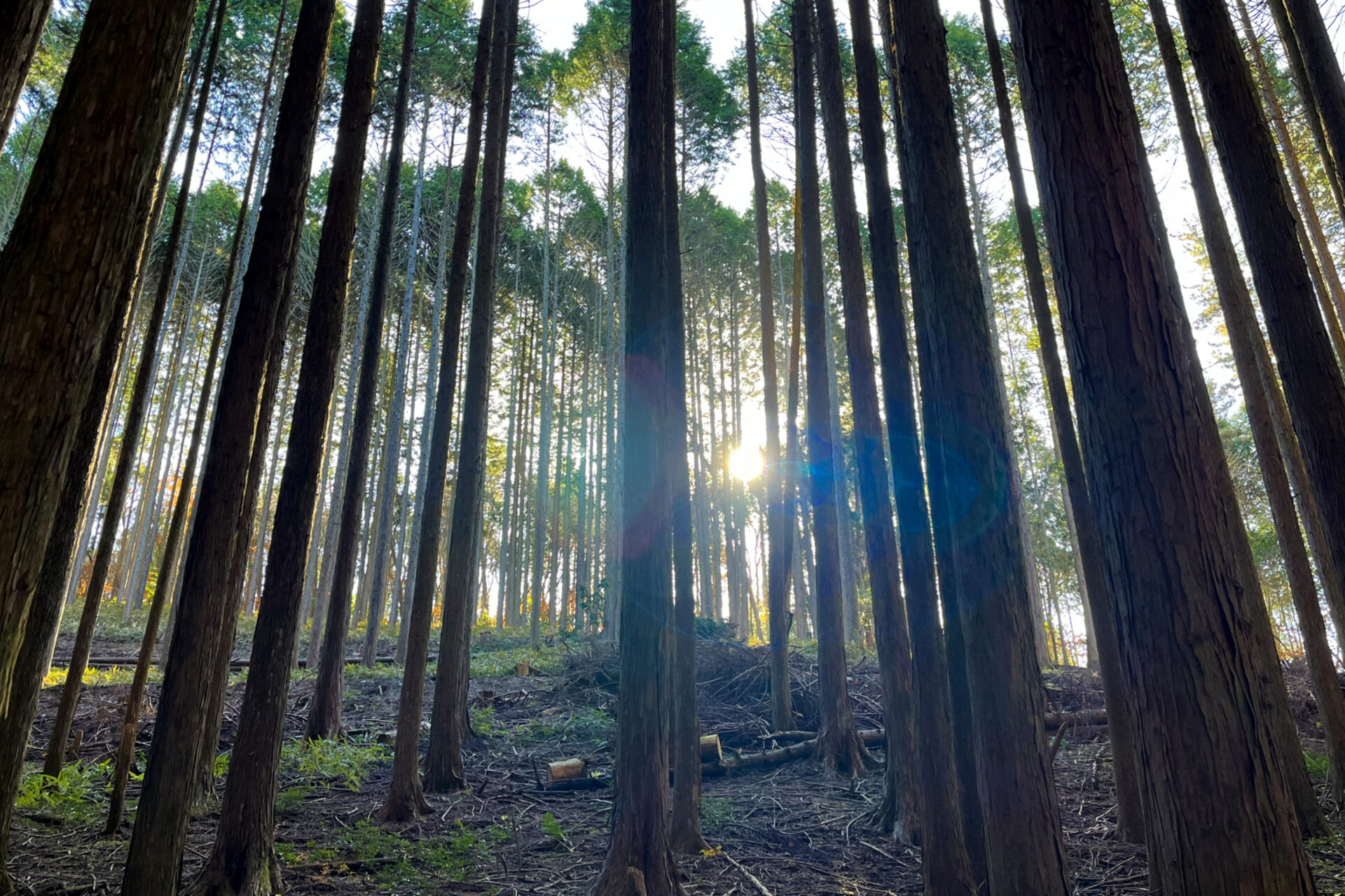 地元静岡県産の、無垢の芯持ちヒノキ柱