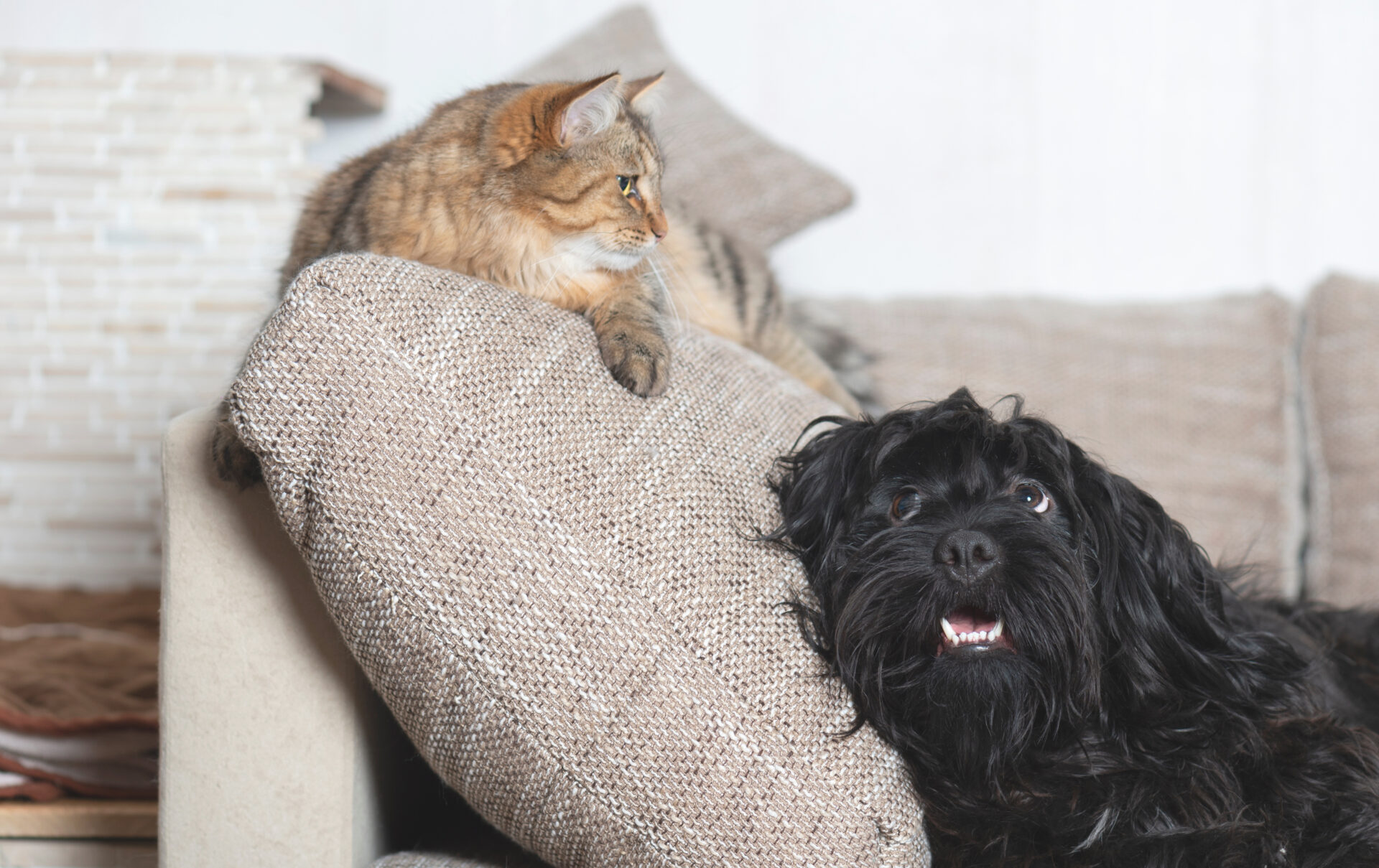 愛犬・愛猫と心地よく暮らす家づくりの工夫とは