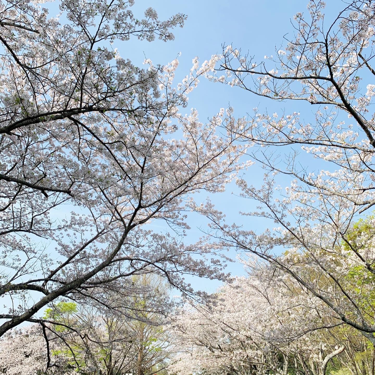 浜松の夏の風物詩「第37回佐鳴湖花火大会」